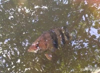 泰國(guó)虎魚繁殖技術(shù)難點(diǎn)，泰國(guó)虎魚的繁殖技術(shù)難點(diǎn)