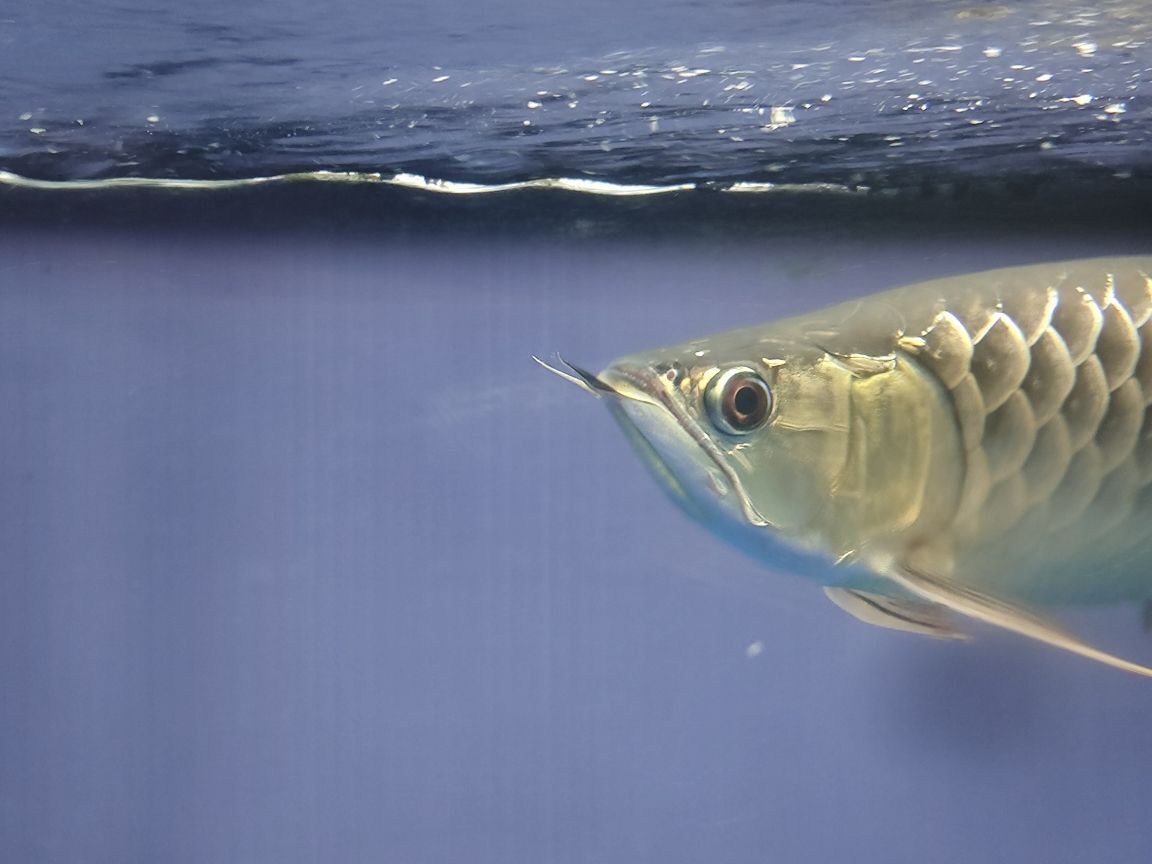青龍魚大概多少錢一條圖片大全：青龍魚值錢嗎