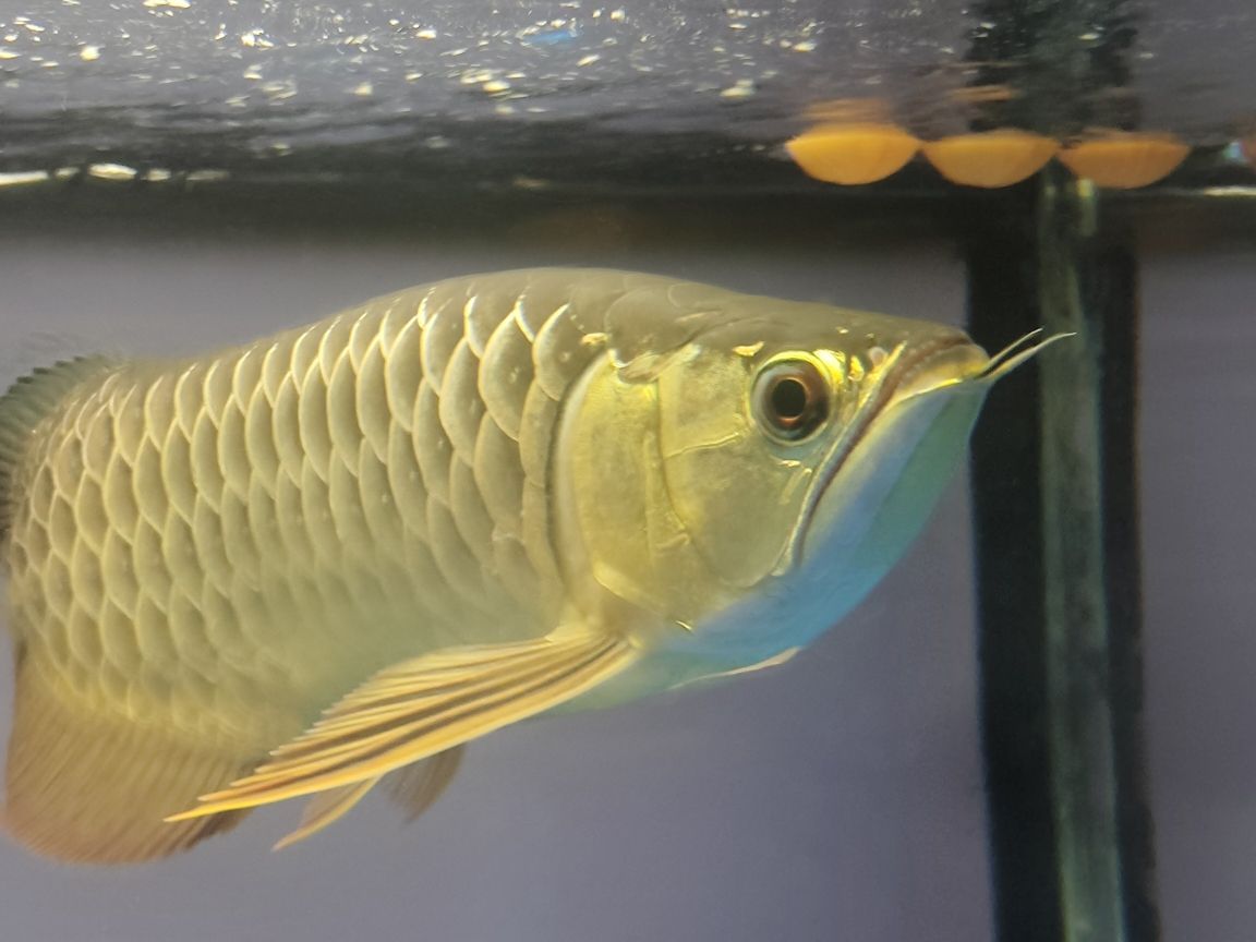 青龍魚大概多少錢一條圖片大全：青龍魚值錢嗎