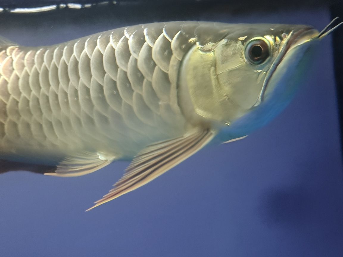 青龍魚大概多少錢一條圖片大全：青龍魚值錢嗎