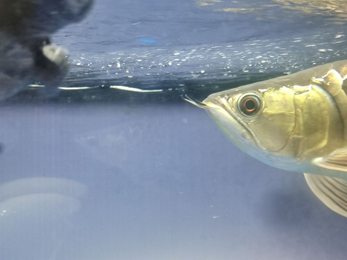 青龍魚大概多少錢一條圖片大全：青龍魚值錢嗎