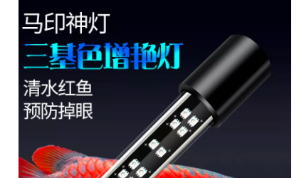 龍魚不吃食什么原因有三個月了怎么辦呢