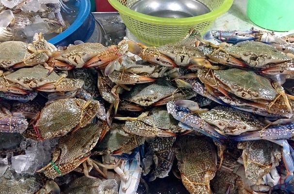 金龍魚適合用什么燈養(金龍魚用什么樣的燈光照好看)