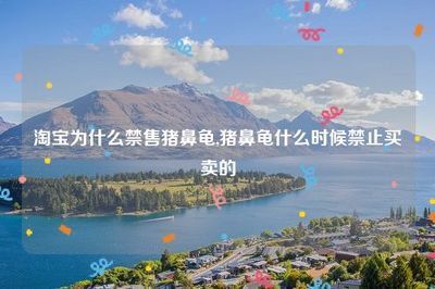 豬鼻龜怎么買(mǎi)不到了：2020年豬鼻龜為什么買(mǎi)不到了豬鼻龜還有賣嗎