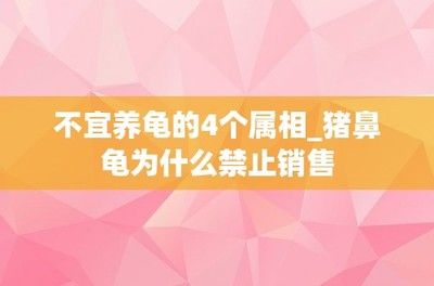 豬鼻龜怎么買(mǎi)不到了：2020年豬鼻龜為什么買(mǎi)不到了豬鼻龜還有賣嗎