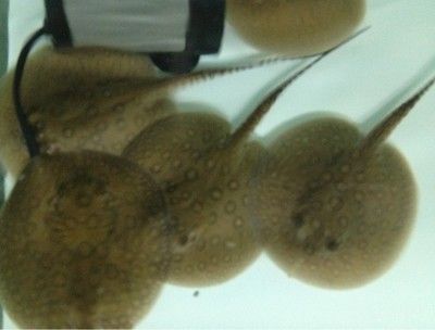 魟魚吃飼料能長大嗎有毒嗎：魟魚可以吃飼料，但這并不意味著可以長期依賴飼料