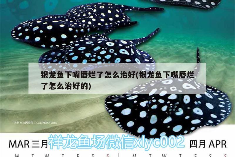 銀龍魚下嘴唇爛了怎么治好(銀龍魚下嘴唇爛了怎么治好的)