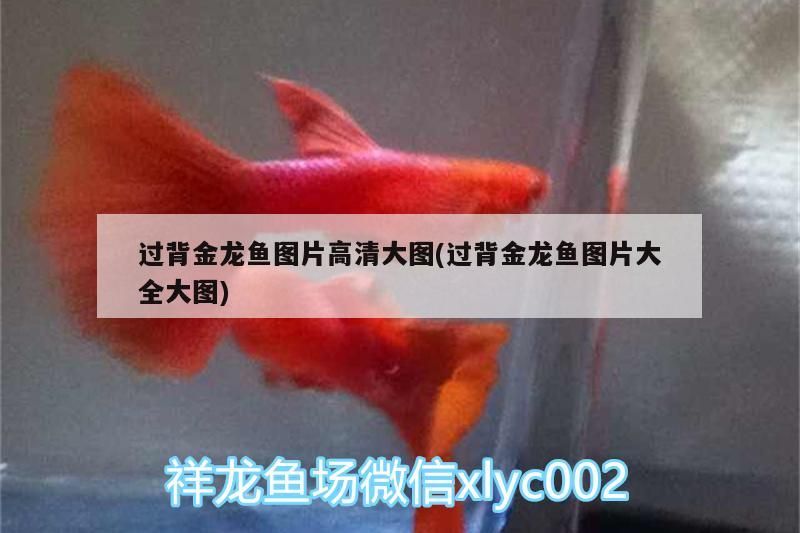 廣州最大水族魚缸批發(fā)市場在哪里：廣州水族批發(fā)市場