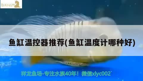 魚缸溫控器推薦(魚缸溫度計哪種好)