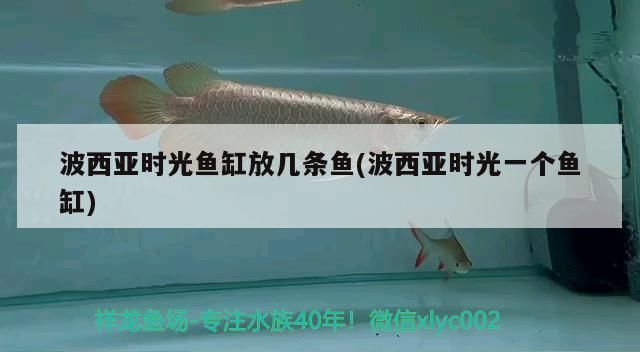 波西亞時光魚缸放幾條魚(波西亞時光一個魚缸)