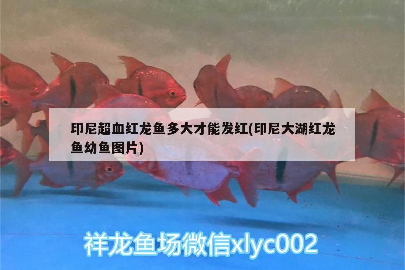 詳細(xì)閱讀:印尼超血紅龍魚(yú)多大才能發(fā)紅(印尼大湖紅龍魚(yú)幼魚(yú)圖片) 印尼超血紅龍魚(yú)多大才能發(fā)紅(印尼大湖紅龍魚(yú)幼魚(yú)圖片)