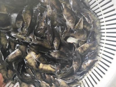 7公分的虎魚喂什么飼料：7公分的虎魚在喂養(yǎng)飼料時有以下幾個要點 7公分的虎魚喂什么飼料：7公分的虎魚在喂養(yǎng)飼料時有以下幾個要點 虎魚百科 第1張