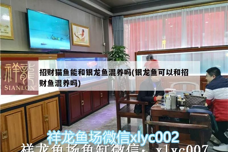 招財貓魚能和銀龍魚混養嗎(銀龍魚可以和招財魚混養嗎)