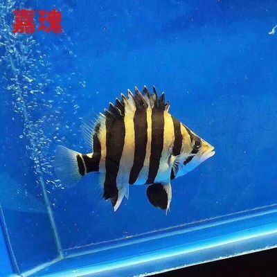 蘇虎魚適宜水溫范圍，蘇虎魚最佳生長水溫,蘇虎魚冬季養護技巧,蘇虎魚水溫控制方法