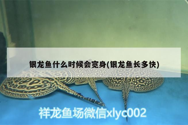 銀龍魚(yú)什么時(shí)候會(huì)寬身(銀龍魚(yú)長(zhǎng)多快)