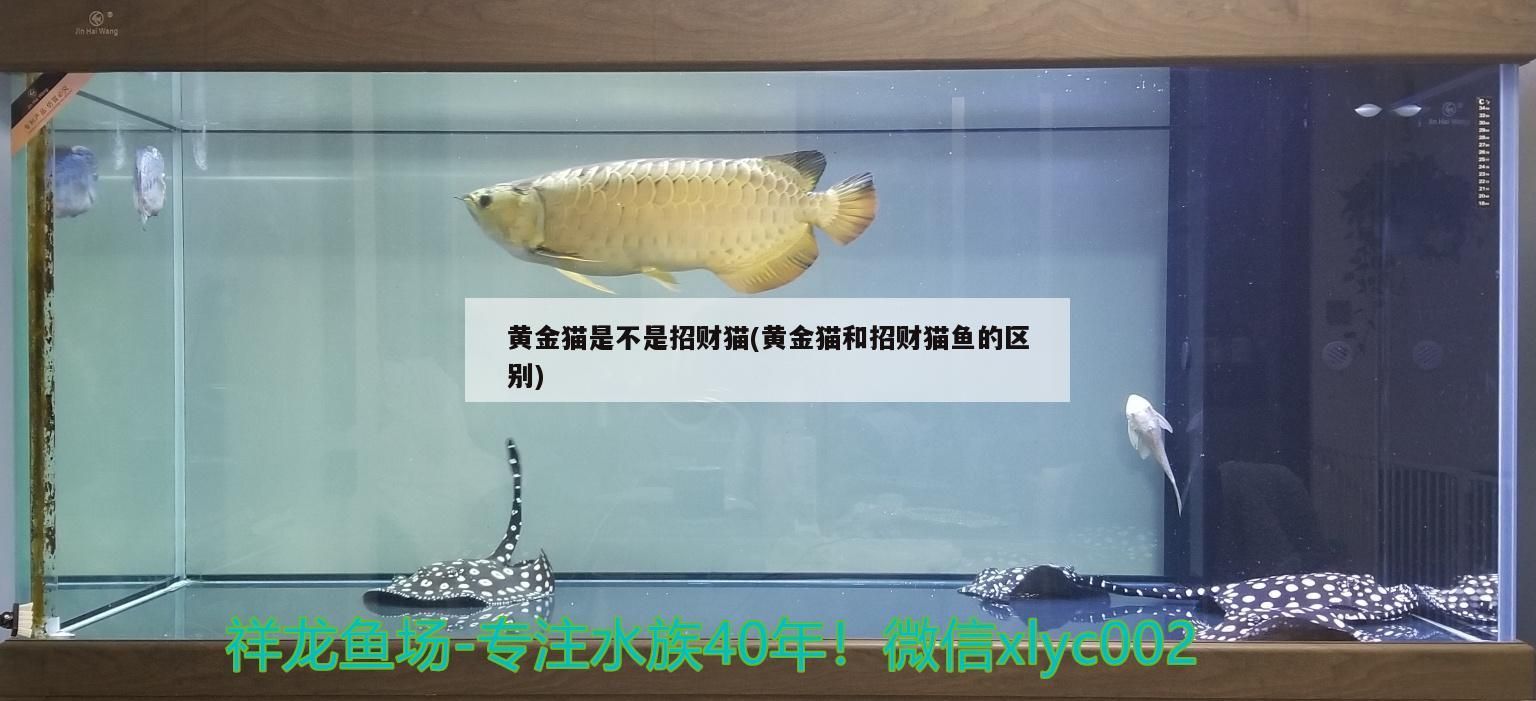 黃金貓是不是招財貓(黃金貓和招財貓魚的區別)