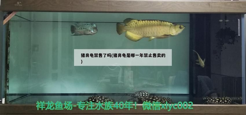 豬鼻龜禁售了嗎