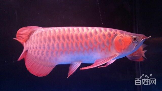 元寶鳳凰和金龍混養好嗎：元寶鳳凰魚和金龍魚可以混養嗎？