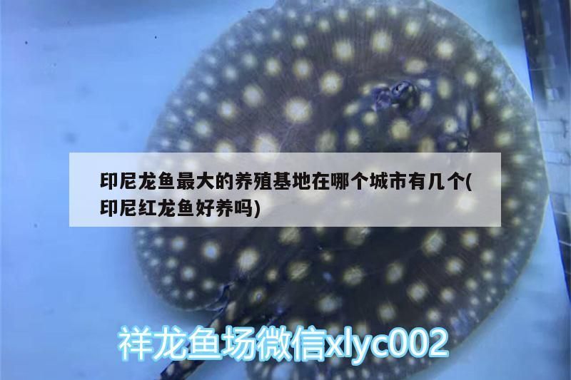 印尼龍魚(yú)最大的養(yǎng)殖基地在哪個(gè)城市有幾個(gè)(印尼紅龍魚(yú)好養(yǎng)嗎)