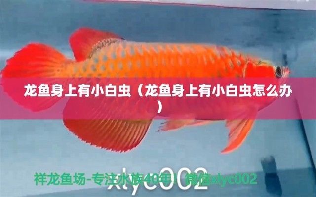 龍魚缸里有小白蟲怎么辦 龍魚缸里有小白蟲怎么辦 魚缸百科 第6張