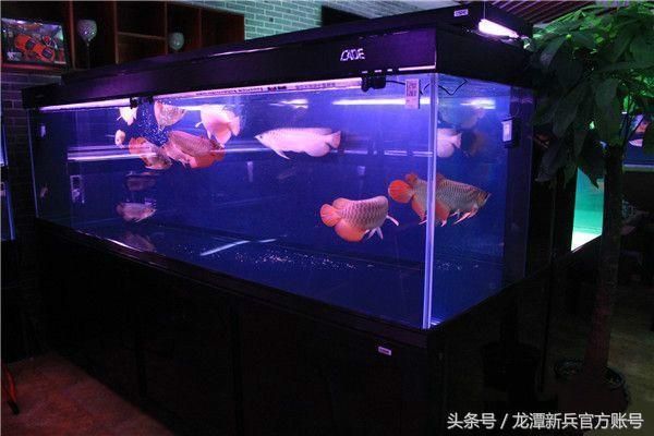 龍魚缸換水需要凈水器嗎，龍魚缸換水是否需要使用凈水器