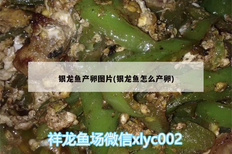 銀龍魚產卵圖片(銀龍魚怎么產卵) 銀龍魚產卵圖片(銀龍魚怎么產卵) 銀龍魚百科 第3張