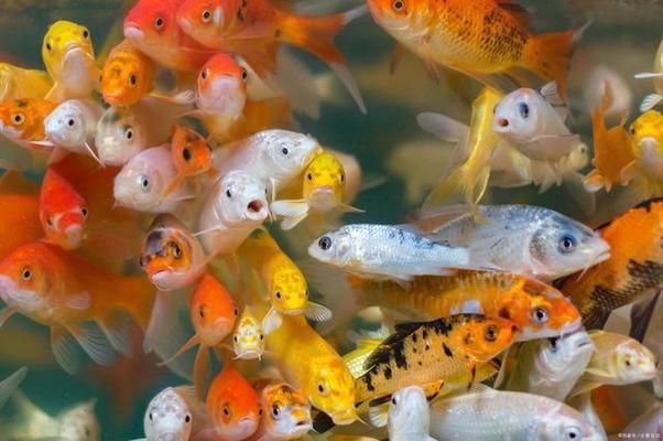 彩蝶魚(yú)缸安裝教程，彩蝶魚(yú)缸可以定制嗎，彩蝶魚(yú)缸可以定制嗎彩蝶魚(yú)缸安裝教程