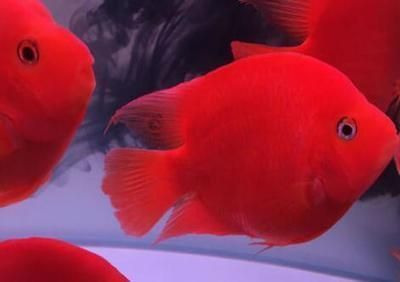 元寶鳳凰魚和什么魚能混養呢圖片欣賞：元寶鳳凰魚與金龍魚混養的日常管理注意事項