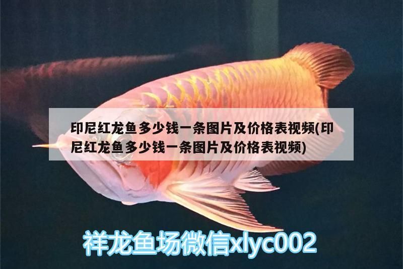 印尼紅龍魚多少錢一條圖片及價格表視頻(印尼紅龍魚多少錢一條圖片及價格表視頻) 紅龍魚百科 第2張 印尼紅龍魚多少錢一條圖片及價格表視頻(印尼紅龍魚多少錢一條圖片及價格表視頻) 印尼紅龍魚多少錢一條圖片及價格表視頻(印尼紅龍魚多少錢一條圖片及價格表視頻) 紅龍魚百科 第2張