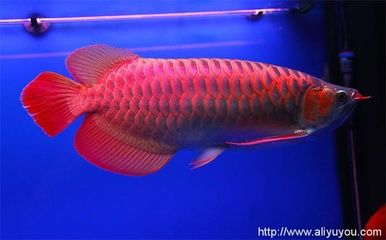 龍魚需要多大魚缸，養龍魚需要合適尺寸的魚缸對于龍魚的健康和幸福和幸福至關重要