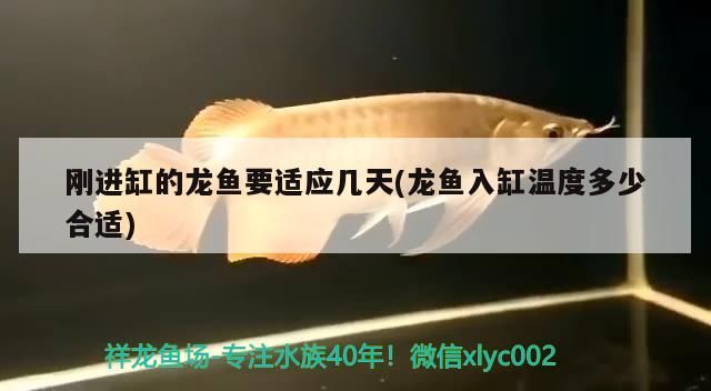 剛進缸的龍魚要適應幾天(龍魚入缸溫度多少合適)