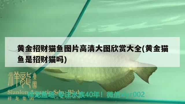 黃金招財貓魚圖片高清大圖欣賞大全(黃金貓魚是招財貓嗎) 黃金貓魚百科 第3張 黃金招財貓魚圖片高清大圖欣賞大全(黃金貓魚是招財貓嗎) 黃金招財貓魚圖片高清大圖欣賞大全(黃金貓魚是招財貓嗎) 黃金貓魚百科 第3張