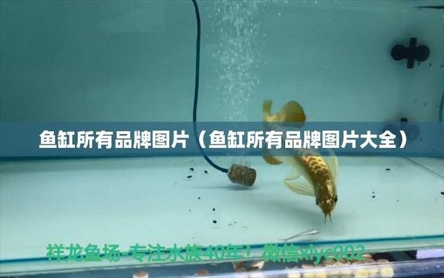 魚缸品種圖片大全，如何挑選適合的魚缸尺寸水族箱燈管選擇指南