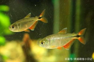 銀龍魚吃什么人工飼料最好呢圖片(銀龍魚吃什么飼料最好圖片價(jià)格)