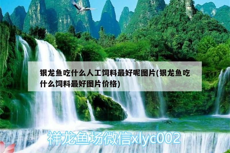 銀龍魚吃什么人工飼料最好呢圖片(銀龍魚吃什么飼料最好圖片價(jià)格)