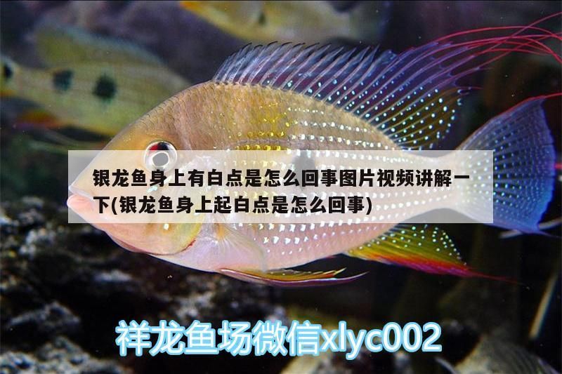銀龍魚身上有白點是怎么回事圖片視頻講解一下(銀龍魚身上起白點是怎么回事)