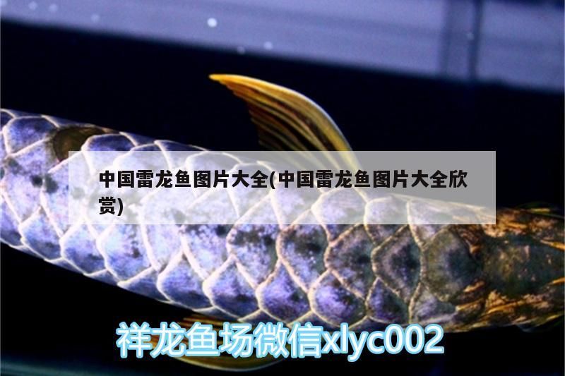 中國(guó)雷龍魚圖片大全(中國(guó)雷龍魚圖片大全欣賞)
