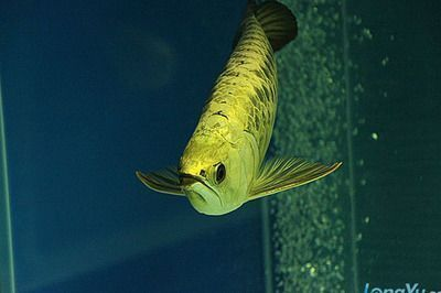 金龍魚大鰭斷了一些還可以恢復嗎：金龍魚大鰭斷了怎么辦 金龍魚大鰭斷了一些還可以恢復嗎：金龍魚大鰭斷了怎么辦 金龍魚百科 第3張