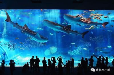 水族館需要投資多少錢呢現(xiàn)在怎么樣了(開(kāi)設(shè)一個(gè)中小型水族館的初始投資大約在幾十萬(wàn)元之間) 水族館百科(水族館加盟) 第5張 水族館需要投資多少錢呢現(xiàn)在怎么樣了(開(kāi)設(shè)一個(gè)中小型水族館的初始投資大約在幾十萬(wàn)元之間) 水族館需要投資多少錢呢現(xiàn)在怎么樣了(開(kāi)設(shè)一個(gè)中小型水族館的初始投資大約在幾十萬(wàn)元之間) 水族館百科(水族館加盟) 第5張