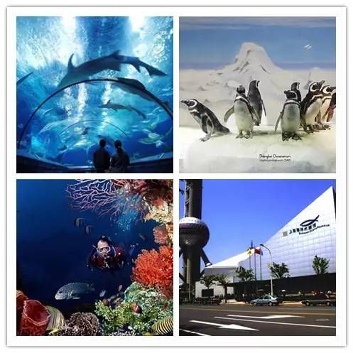中國最好的水族館在哪（中國擁有多家優秀的水族館，其中北京海洋館以其龐大的規模和豐富的海洋生物種類而聞名） 中國最好的水族館在哪（中國擁有多家優秀的水族館，其中北京海洋館以其龐大的規模和豐富的海洋生物種類而聞名） 水族館百科（水族館加盟） 第4張
