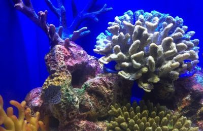 中國最好的水族館在哪（中國擁有多家優秀的水族館，其中北京海洋館以其龐大的規模和豐富的海洋生物種類而聞名） 中國最好的水族館在哪（中國擁有多家優秀的水族館，其中北京海洋館以其龐大的規模和豐富的海洋生物種類而聞名） 水族館百科（水族館加盟） 第5張