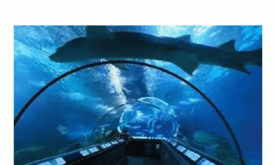 中國最好的水族館在哪（中國擁有多家優秀的水族館，其中北京海洋館以其龐大的規模和豐富的海洋生物種類而聞名） 中國最好的水族館在哪（中國擁有多家優秀的水族館，其中北京海洋館以其龐大的規模和豐富的海洋生物種類而聞名） 水族館百科（水族館加盟） 第6張