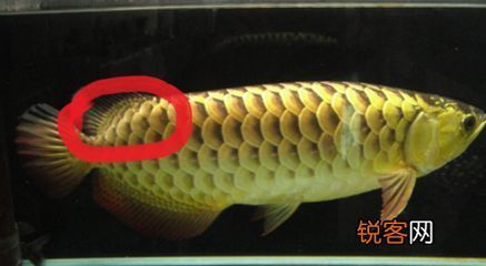 祥龍魚糧瓶蓋文字刮痕測試方法（祥龍魚糧瓶蓋文字刮痕檢測）