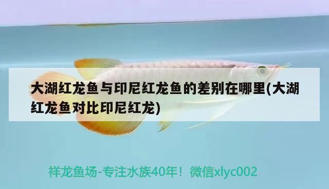 大湖紅龍魚(yú)與印尼紅龍魚(yú)的差別在哪里(大湖紅龍魚(yú)對(duì)比印尼紅龍)
