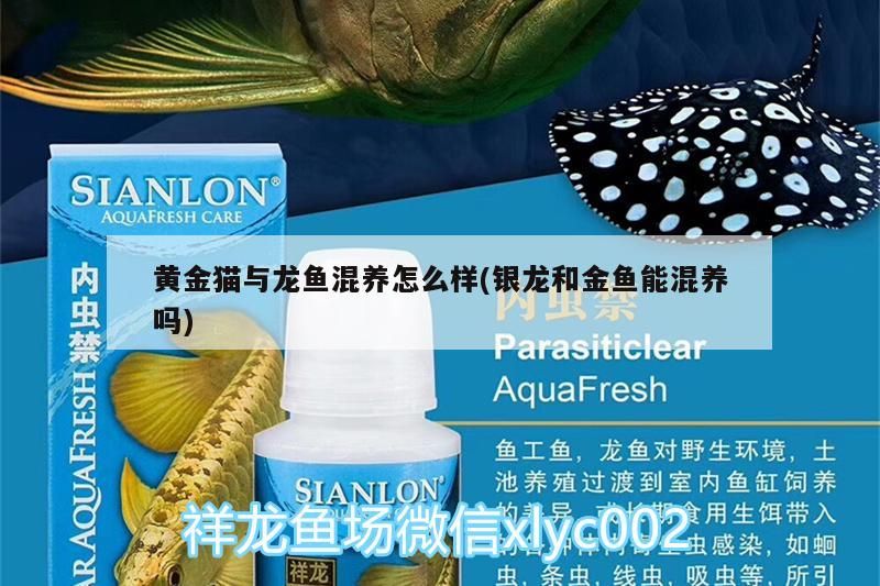 黃金貓與龍魚混養怎么樣(銀龍和金魚能混養嗎)