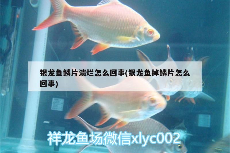 銀龍魚鱗片潰爛怎么回事(銀龍魚掉鱗片怎么回事)