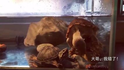 魟魚可以混養嗎視頻：層魚混養的實際案例和場景推薦[需手動填充][需手動填充]魚混養的建議和注意事項