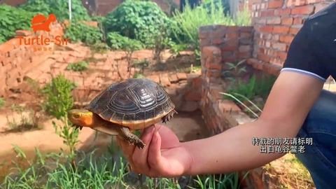 魟魚可以混養嗎視頻：層魚混養的實際案例和場景推薦[需手動填充][需手動填充]魚混養的建議和注意事項