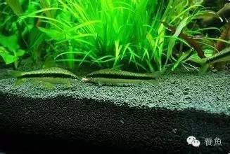 龍魚魚缸底部鋪什么好，龍魚魚缸底部的鋪設材料及其優缺點