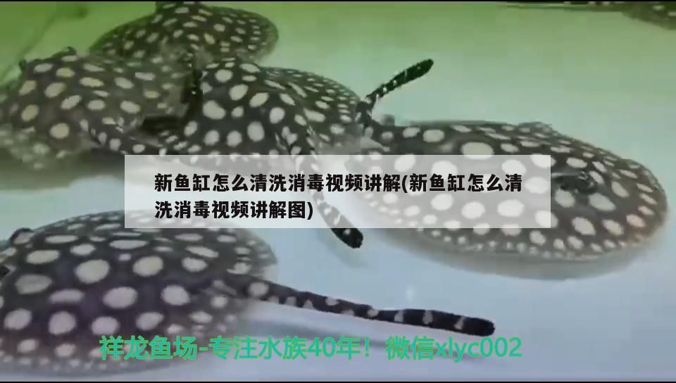 新魚缸怎么清洗消毒視頻講解(新魚缸怎么清洗消毒視頻講解圖)